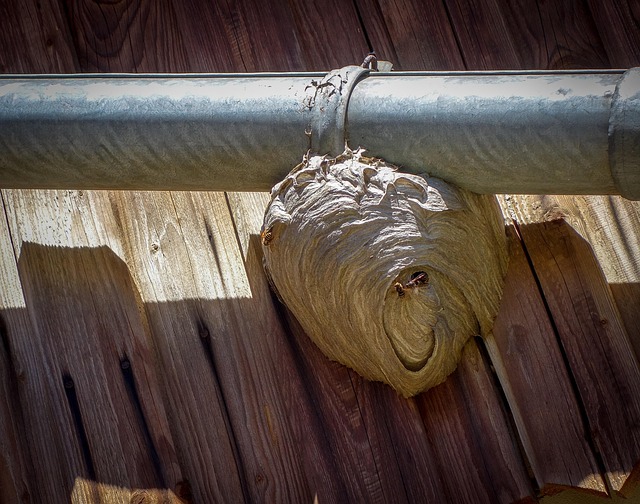 Profesionální likvidace vosích hnízd